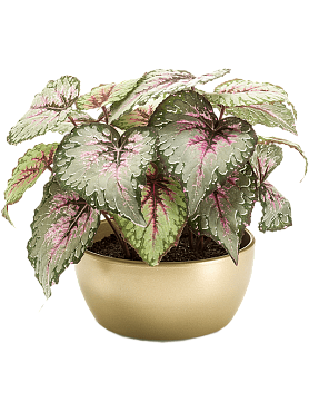 Begonia grey/pink in pearlgold bowl