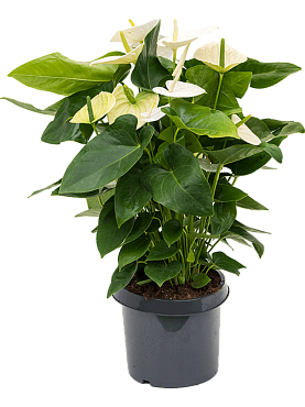 Anthurium andraeanum 'alaska' bush white