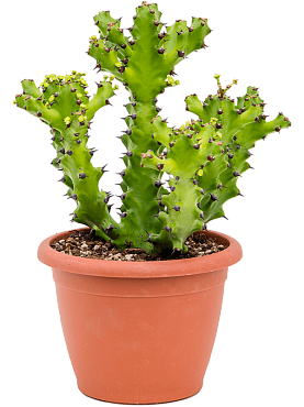 Euphorbia antiquorum branched