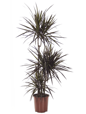 Dracaena marginata 'magenta' 60-30-15