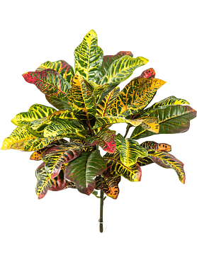 Croton bush