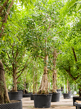 Ficus benghalensis stem