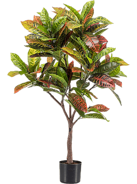 Croton branched (130 lvs.)
