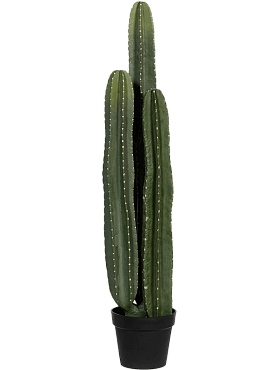 Cactus san pedro tuft