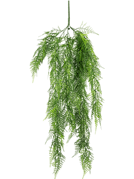 Asparagus hanging vine