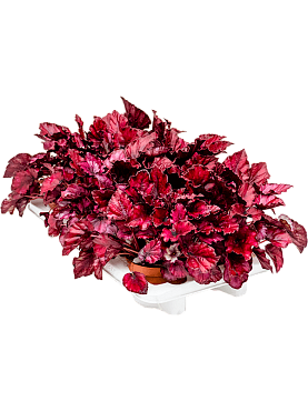 Begonia 'redbull' 6/tray
