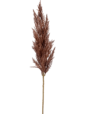 Grass pampas branch brown