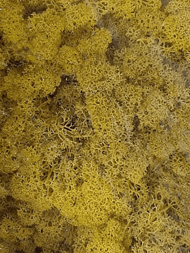 Стабилизированный мох Reindeer moss lemon yellow (6 windowкоробка = примерно. 0,45 m²)