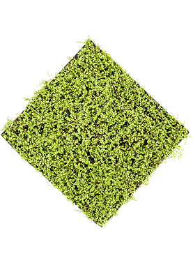 Soleirolia light green matt