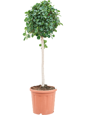 Ficus panda stem