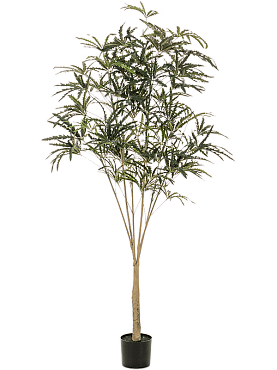 Plerandra elegantissima branched