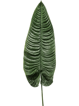 Elephant ear leaf green