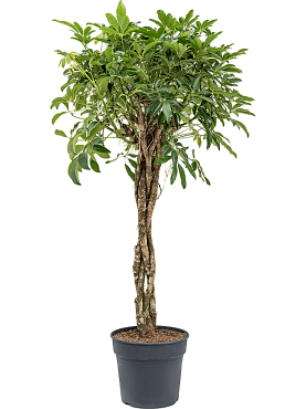 Schefflera arboricola 'compacta' stem braided