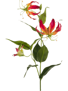 Gloriosa fuchsia/ yellow