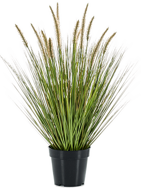 Grass pennisetum tuft