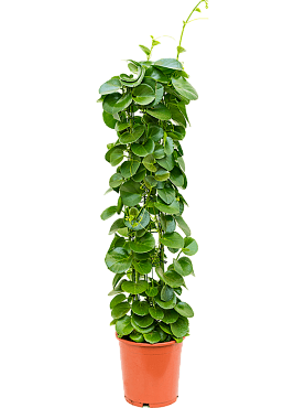 Cissus rotundifolia column