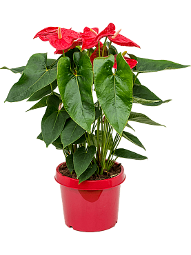 Anthurium andraeanum 'dakota' bush red