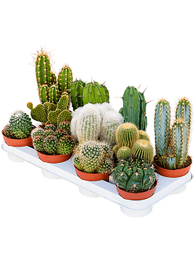 Cactus mix 11/tray