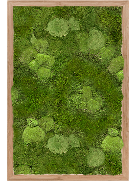 Картина из мха bamboo 30% ball- and 70% flat moss