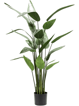 Heliconia tuft (22 lvs.)