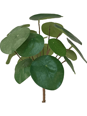 Pilea bush (17 lvs.)