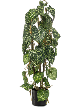 Anthurium bush