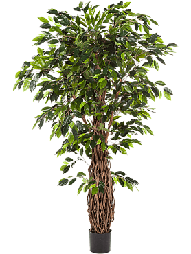 Ficus liana branched