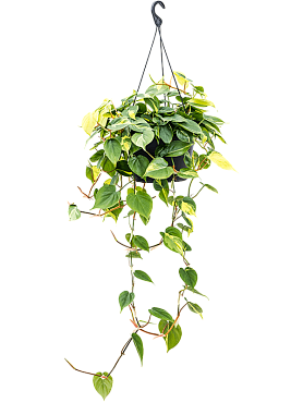 Philodendron scandens 'brasil' hanger
