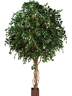 Ficus exotica ball