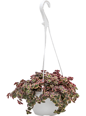 Crassula marginalis hanging plant