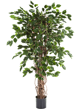 Ficus liana exotica branched