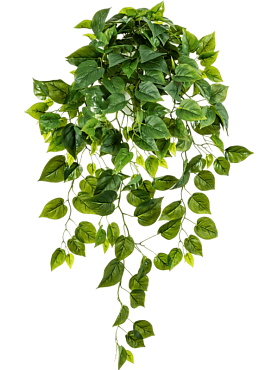Philodendron hanging bush (232 lvs.)