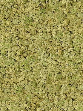 Стабилизированный мох Reindeer moss old green (bulk примерно. 0,45 m²)