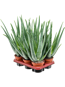 Aloe vera barbadensis 6/tray