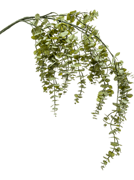 Eucalypthus hanging vine