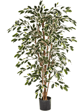Ficus nitida var. branched