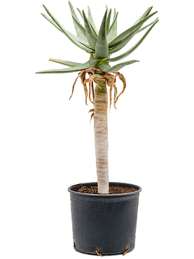 Aloe dichotoma stem