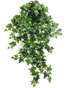 Ivy hanging bush (12x)