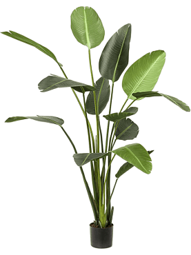 Strelitzia tuft (2 parts, 13 lvs.)