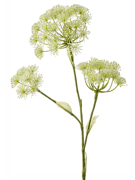 Heracleum white