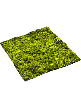 Moss sphagnum matt