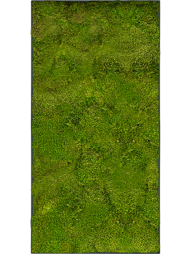 Картина из мха stiel l ral 7016 matt 100% flat moss