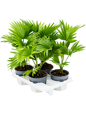 Livistona rotundifolia 4/tray