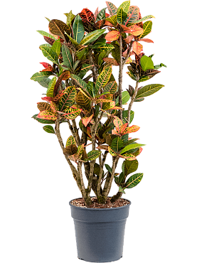 Croton (codiaeum) variegatum 'petra' branched