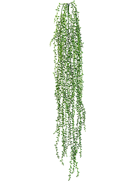 String of small pearls hanging bush