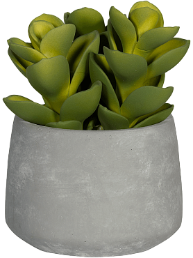 Succulent in cement pot