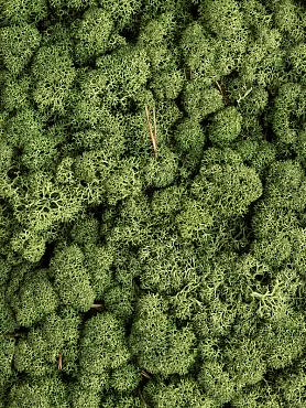Стабилизированный мох Reindeer moss mossgreen (bulk примерно. 0,45 m²)