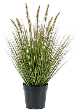 Grass pennisetum tuft