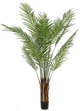 Areca bush (2 parts)
