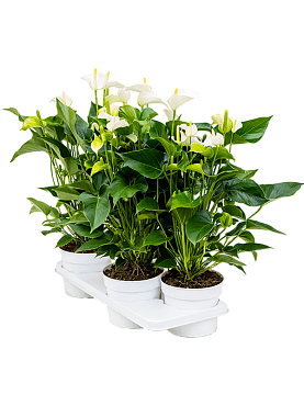 Anthurium andraeanum 'white champion' 4/tray bush white
